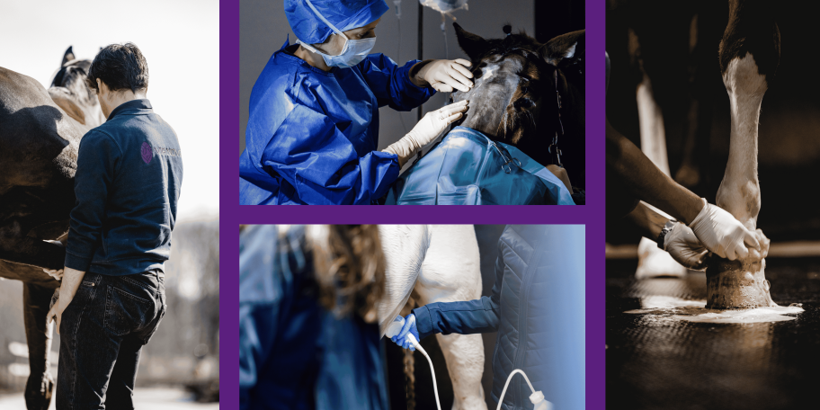 Head of Orthopedics, Lead Equine Veterinarian, 1. image