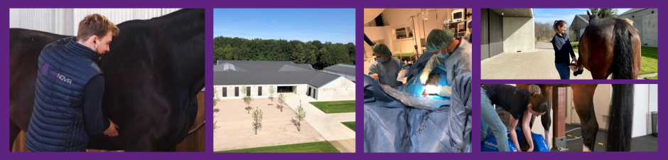 Head of Orthopedics, Lead Equine Veterinarian, 2. image