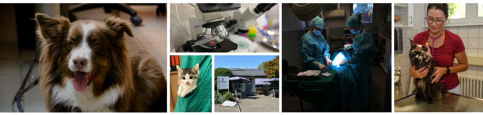 Tierarzt als Anfangsassistent (m/w/d) für unsere Kleintierklinik, 2. Bild