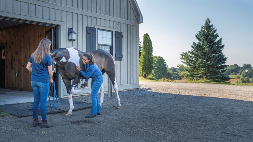 Associate Veterinarian, Moore Equine, 1. image